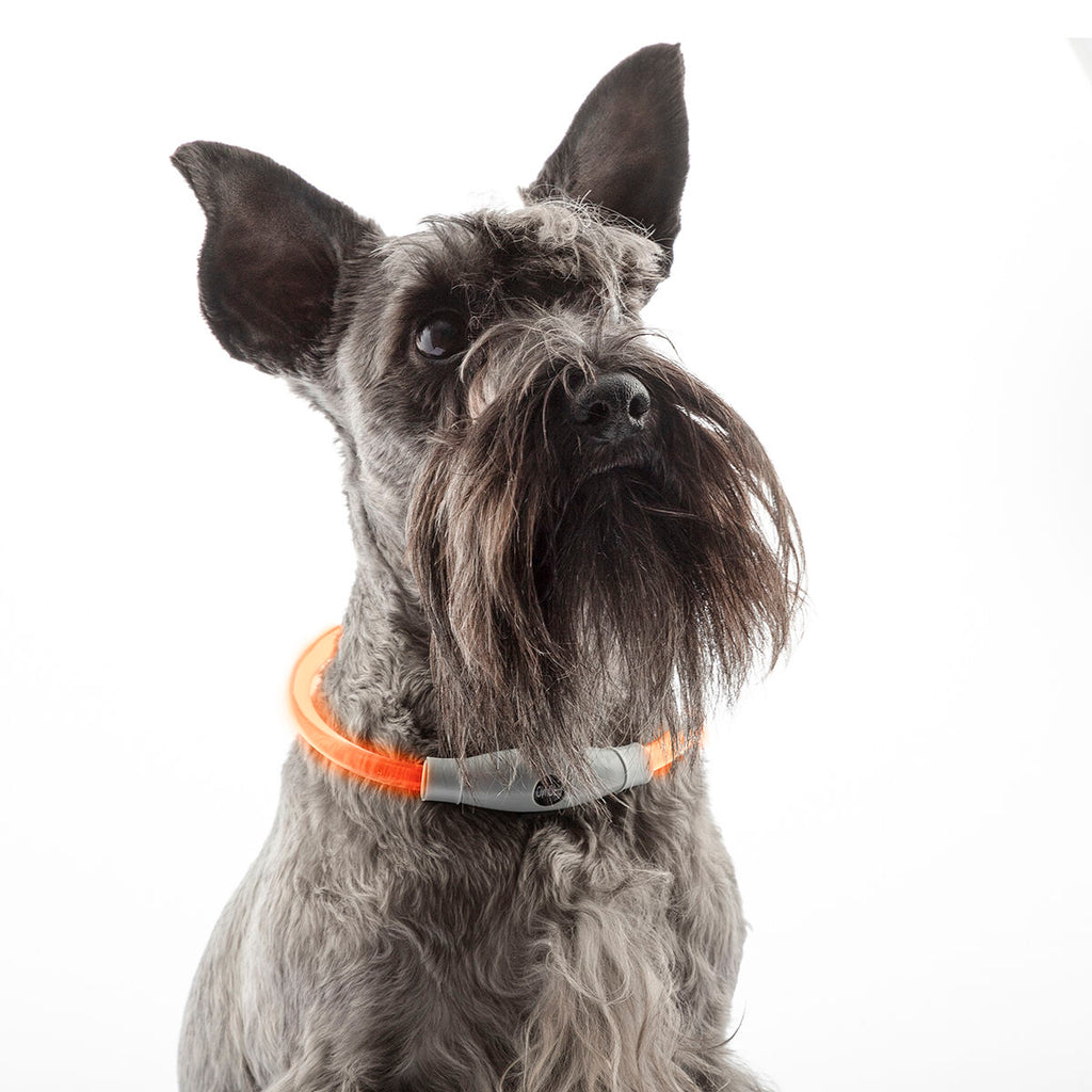 LED Collar for mascotas Petlux InnovaGoods