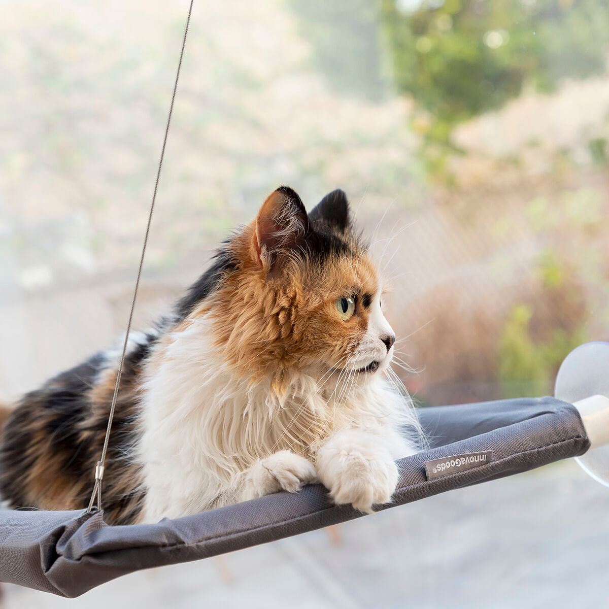 Hanging gato Hammock Catlax InnovaGoods