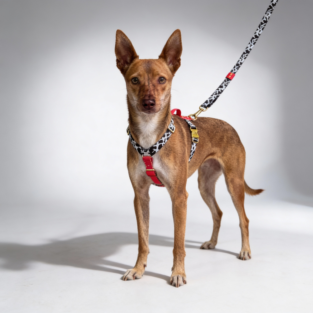 Geschirr für Hund Rouge
