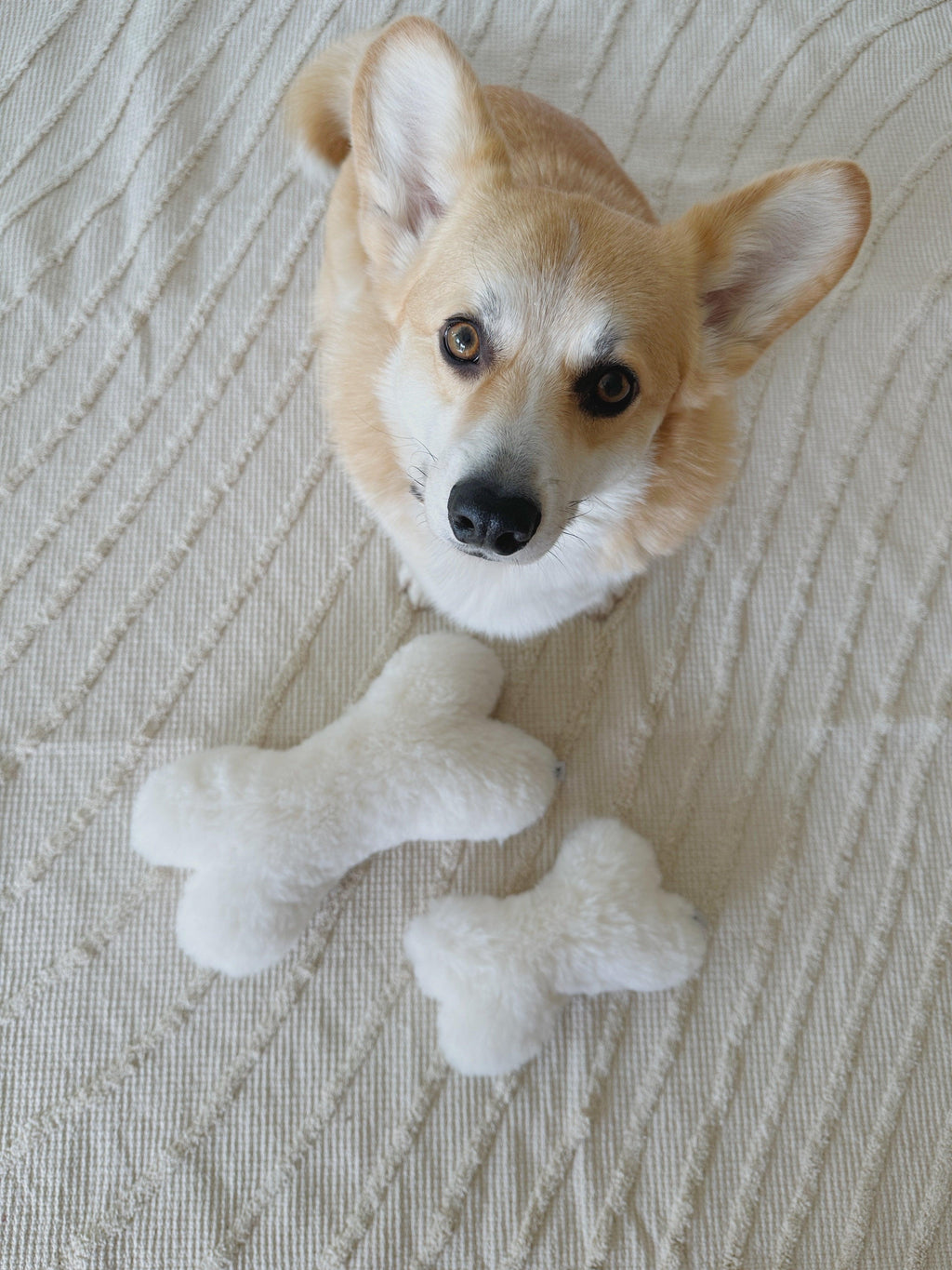 Natural piel aus oveja Hund Toy - Bone - weiß