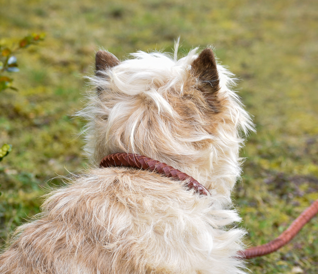 Premium Collar para perro in rounded natural tanned leather