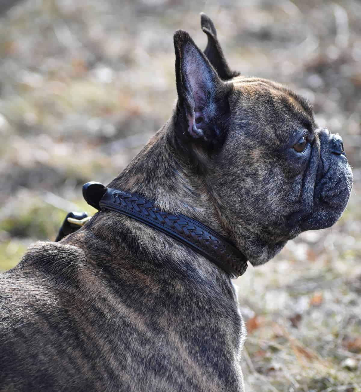 Premium Collar para perro in plaited natural tanned leather