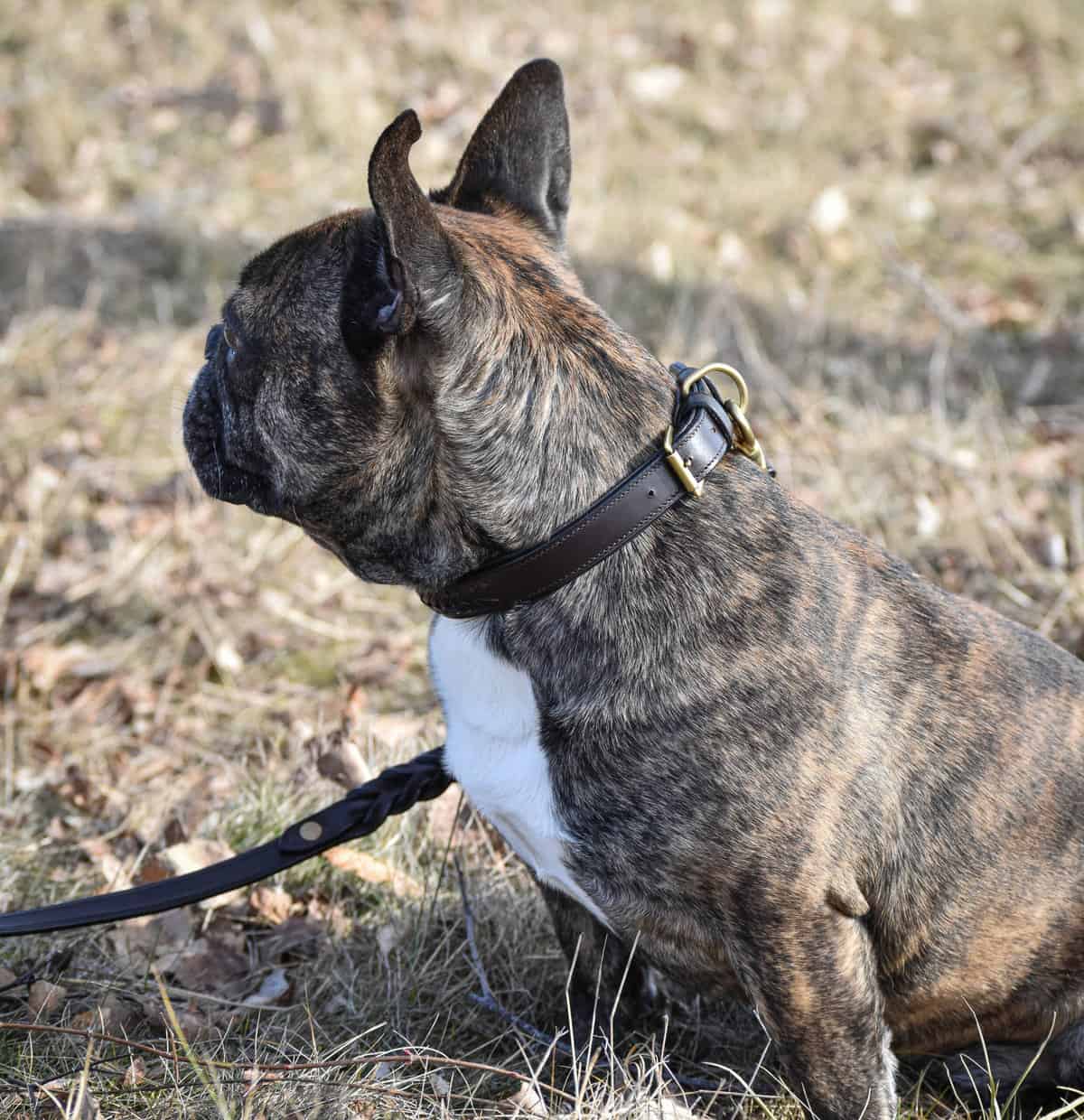 Premium Collar para perro in plaited natural tanned leather