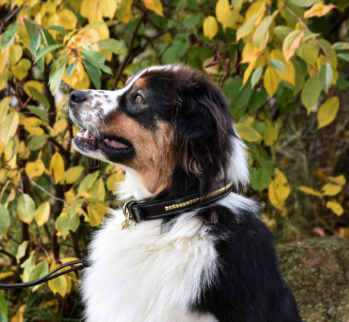 Premium Halsband für Hund in natural tanned leather and classic clincher
