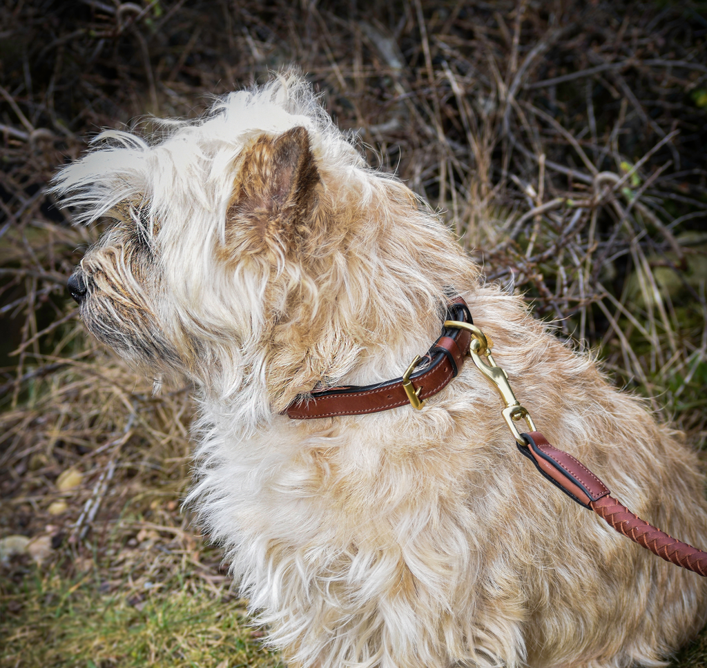 Premium Collar para perro in rounded natural tanned leather