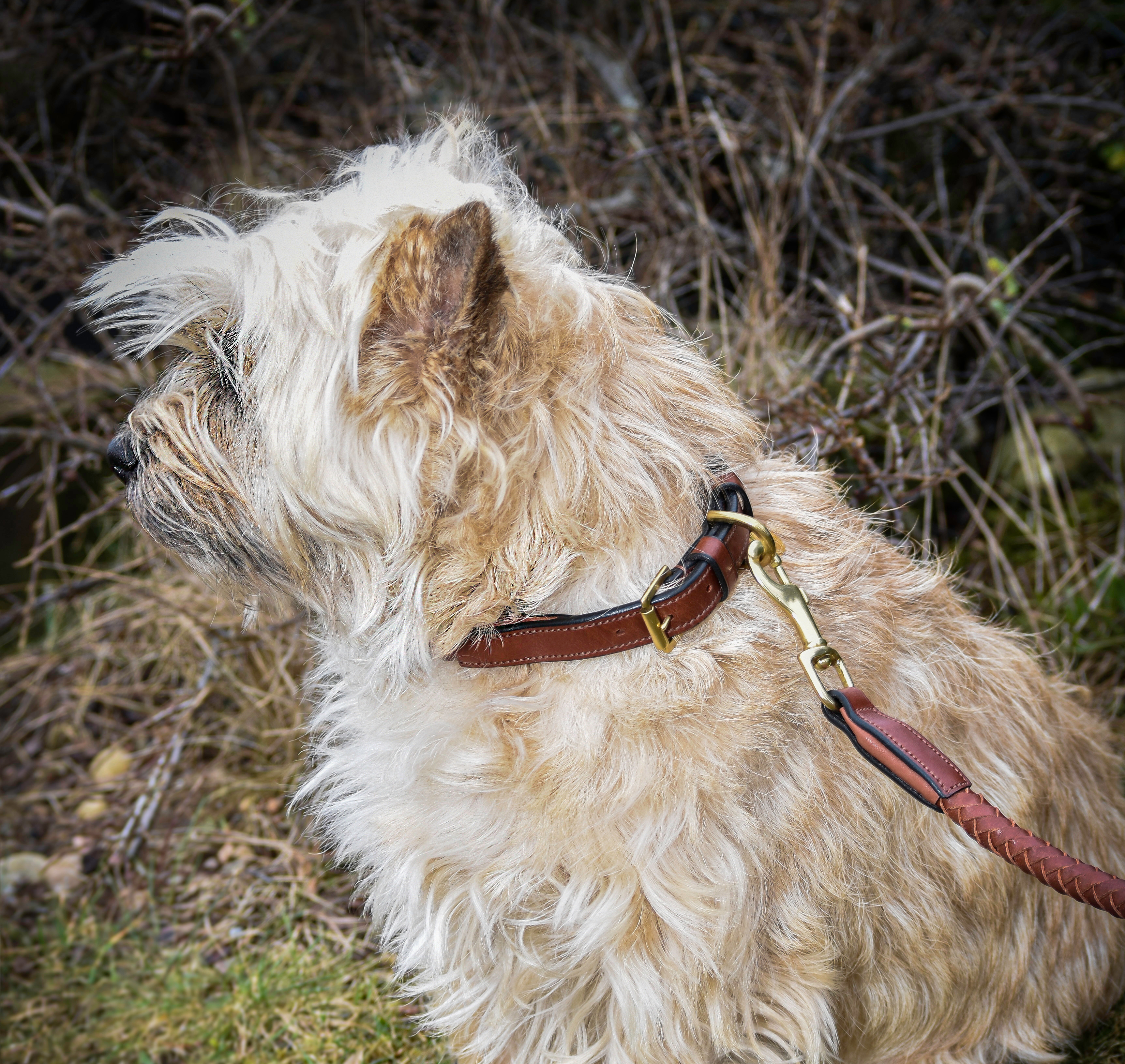 Premium Collar para perro in rounded natural tanned leather