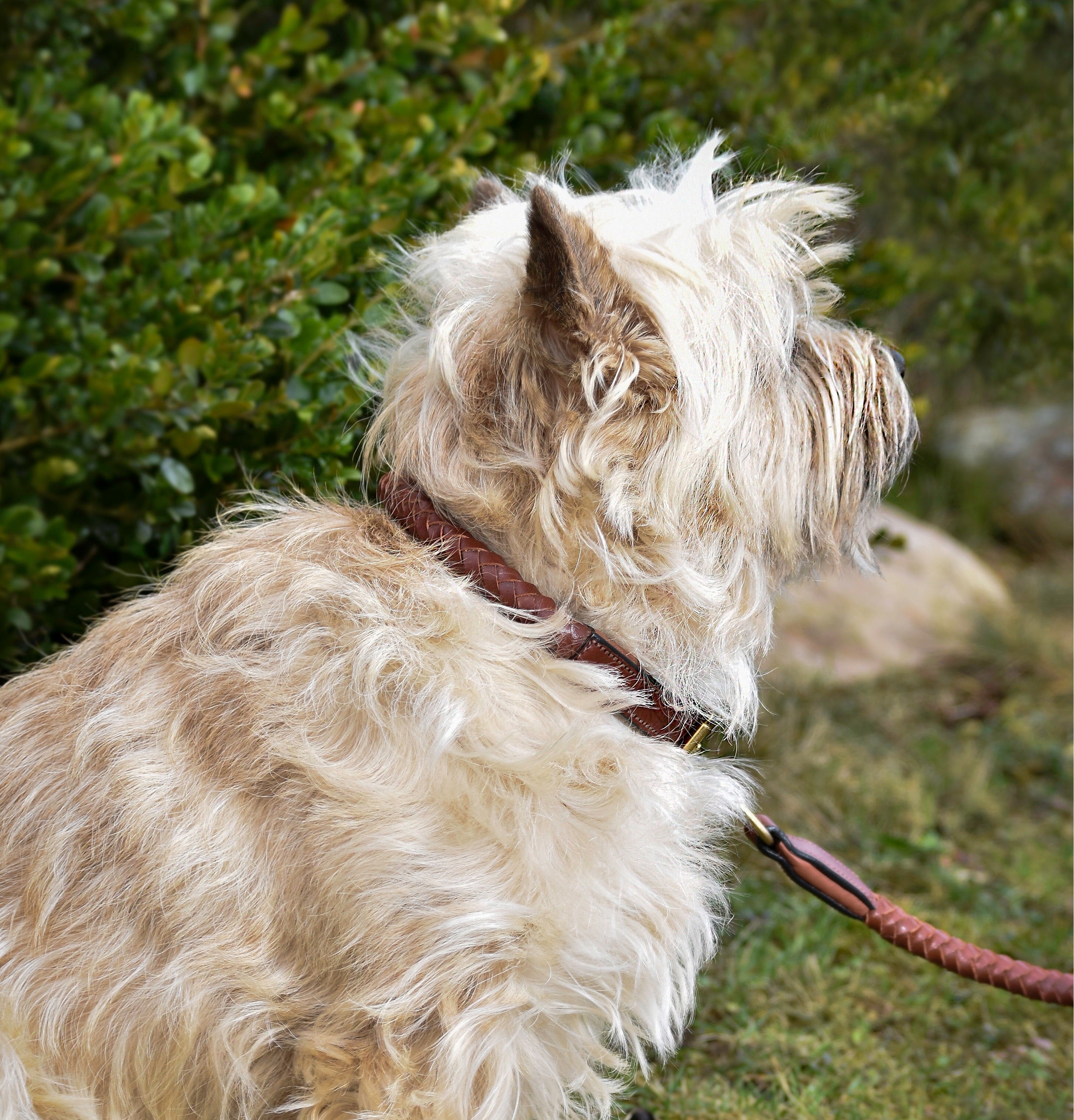 Premium Collar para perro in rounded natural tanned leather