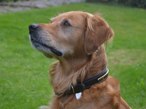 Premium Collar para perro in natural tanned leather and classic clincher