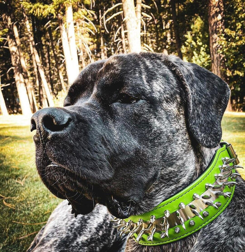 ''Predator'' collar in verde