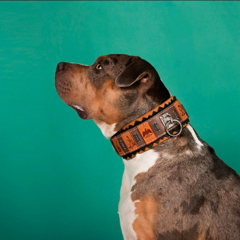 The ''SPQR'' Collar para perro